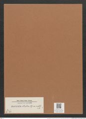 Navicula elliptica var. costata O.M.? (de-Toni-Nr.: Genus 1, Species 298) Zeichnungen Sammlung Grunow Mappe 00242 (Herbarium_W_Grunow_drawings_Folder_00242)